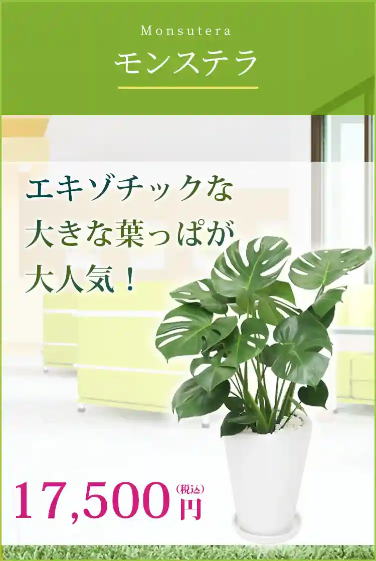 モンステラ(陶器鉢植込み、ラウンドタイプ白色) スタイリッシュ/観葉