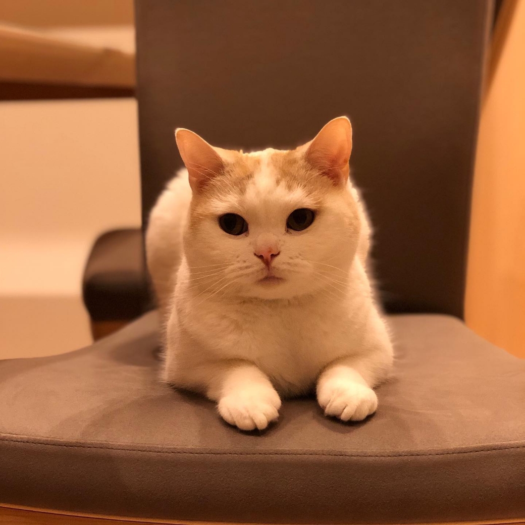 わんにゃんインテリア｜カリモク家具＆ペット｜【公式】カリモク家具