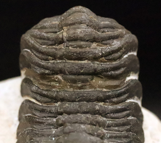 ダイナミックなポーズが印象的！細部まで精緻にクリーニングされた三