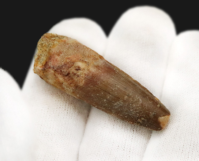 エナメル質に美しい光沢あり、北アフリカ・モロッコの白亜紀層から採集