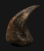 社史に残る1本！歴代トップクラス、いや、トップといって良い。極めて