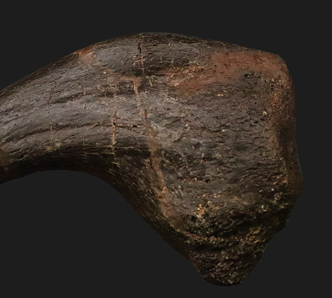 補修2〜3% マダガスカルのラパレントサウルス フットクロウ 爪 化石