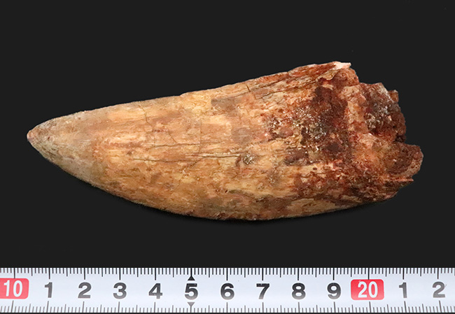 これこそ巨大歯！ 長く、そして太い！ この迫力の前では、他の存在が霞