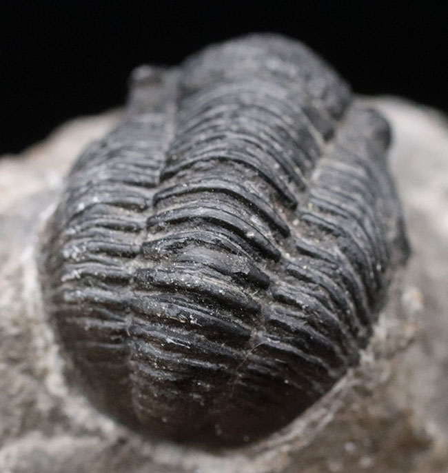 モロッコ産のデボン紀の三葉虫、ゲラストス（Gerastos） 三葉虫 販売