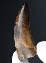 ダスプレトサウルス、化石の通販・販売｜厳選した本物の