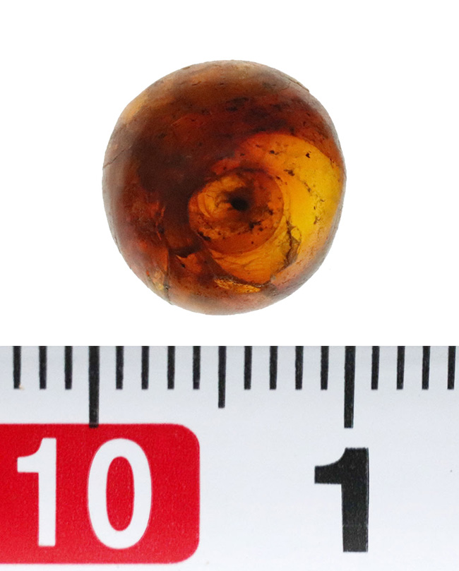 映画『ジュラシック・パーク』で話題になった、ドミニカ産の虫入り琥珀