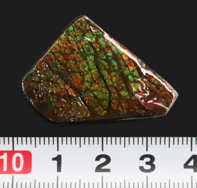 ドラゴンスキン標本！カナダ・アルバータ州の大地が生み出した、化石で