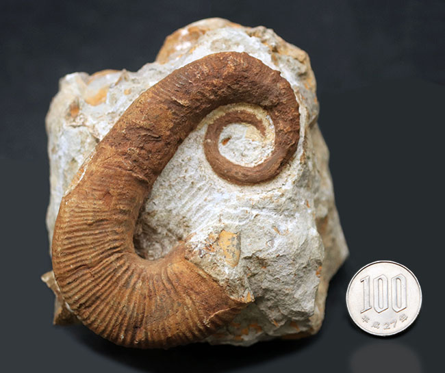 殻のほどけっぷりにご注目！モロッコ産の異常巻きアンモナイト