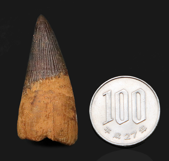 ベリーレア！21年ぶりにお披露目！古代の海の怪物、首の短い首長竜