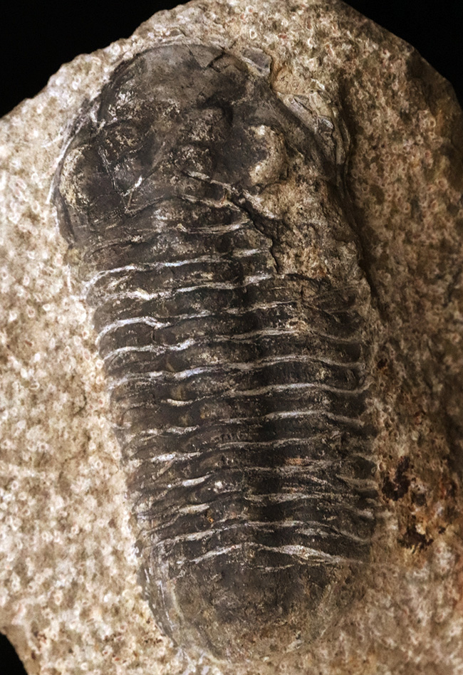 モロッコ産デボン紀の三葉虫、リードプスの化石 三葉虫 販売