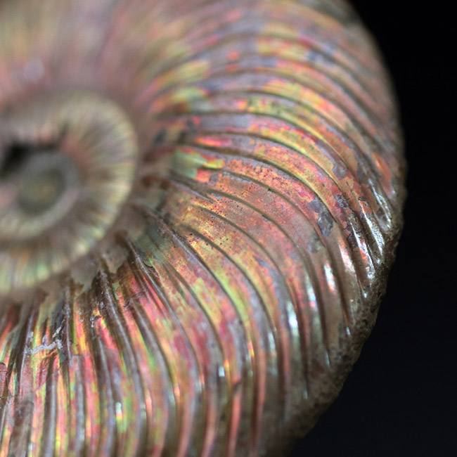 金色の遊色を楽しめる個性的な化石、約1億6000万年前のジュラ紀