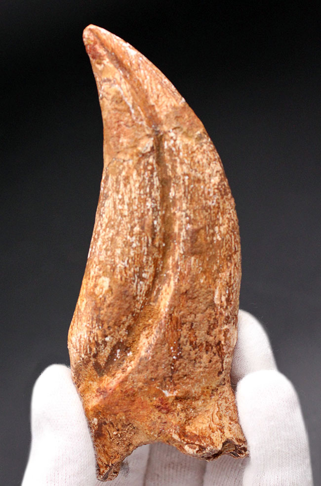 スーパーコレクション！恐竜化石コレクターの憧れ、史上最大級の肉食