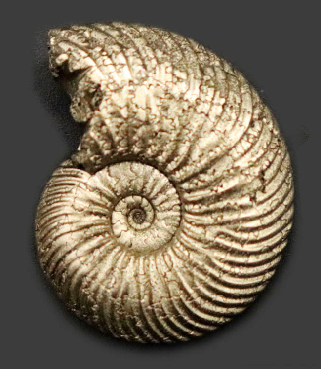 人気！全体が黄鉄鉱によって置換されている、ロシア産のアンモナイト