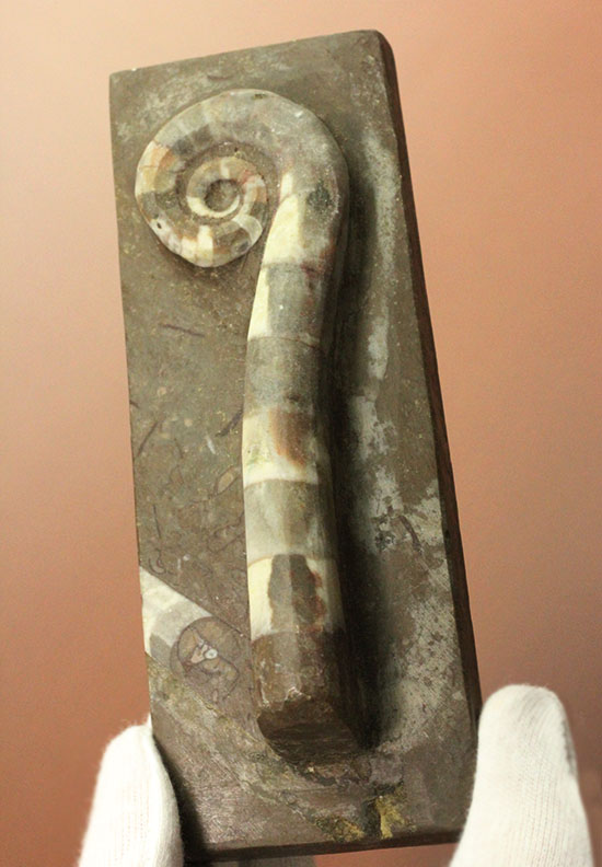 古生代の異常巻きアンモナイト、リツイテス(Lituites) アンモナイト 販売