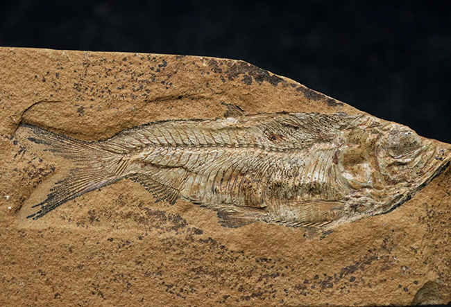 極めて上質の保存状態を維持した約5000万年前のニシンの仲間