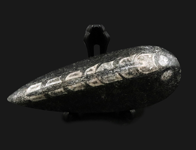 アンモナイトの祖先、まっすぐなタイプも存在した！頭足類