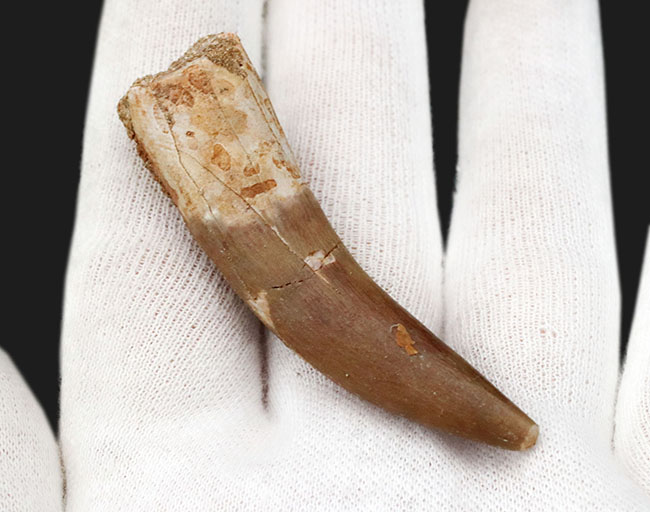 非常に長く、そして極めて美しい！白亜紀の海中の捕食者、首長竜