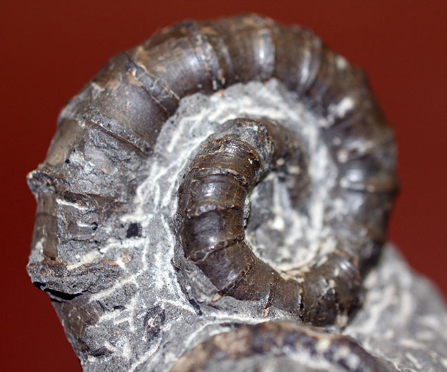 北海道でしか産出しない異常巻きアンモナイト、ムラモトセラス