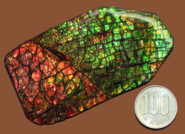 これがドラゴンスキンだ！これぞ宝石アンモライトというべき最高の