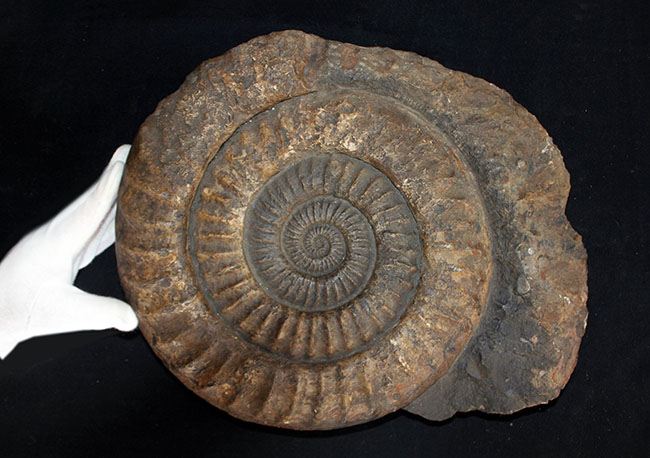 直径最大部35センチ、重量にして8キロを超える非常に巨大な