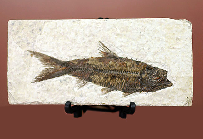 極上の保存状態！5千万年前の魚、ナイティア魚化石(Knightia)の全身