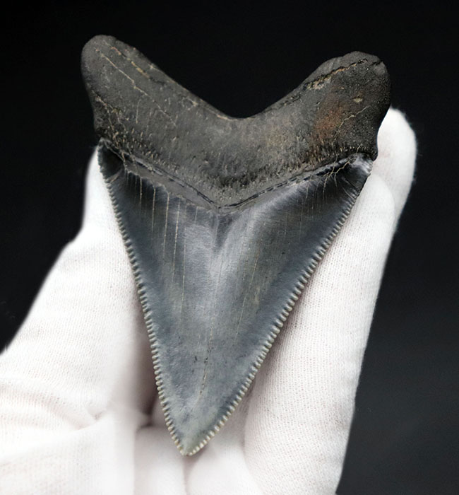 最高の保存状態を誇る、100％オールナチュラルのメガロドン