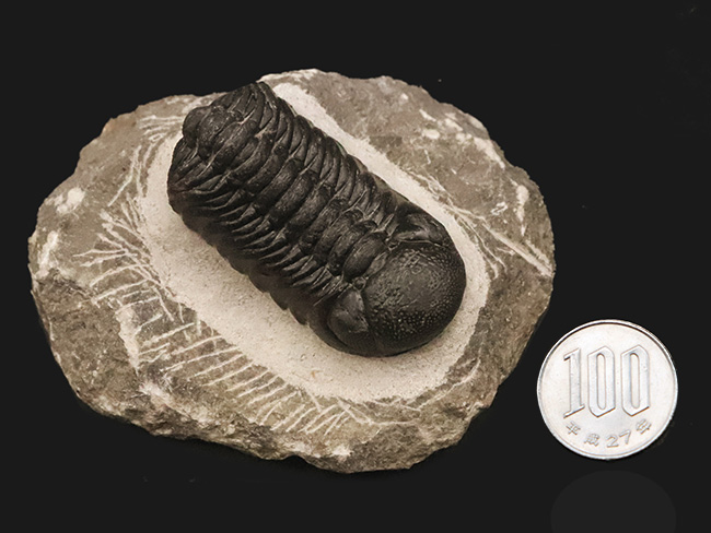 数百体に1点といっても、全く過言ではない、凄まじい複眼の保存状態を