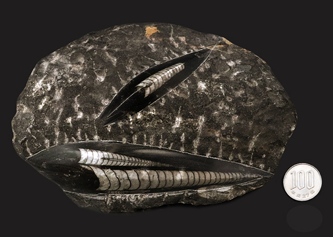 美品！14センチ級の大サイズのオルソセラス（Orthoceras）を含む群集