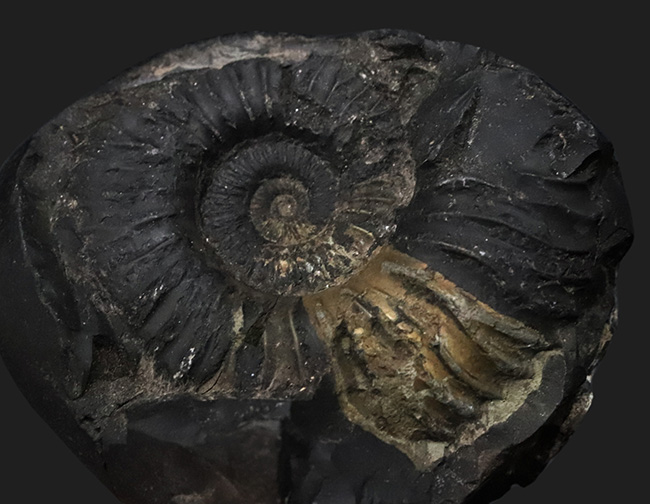 ネガ・ポジ両方残存したノジュール！ヒマラヤ山脈で採れる、ネパール産