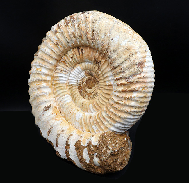 上質！直径最大部22センチ、3kg超え！特大サイズのアンモナイト