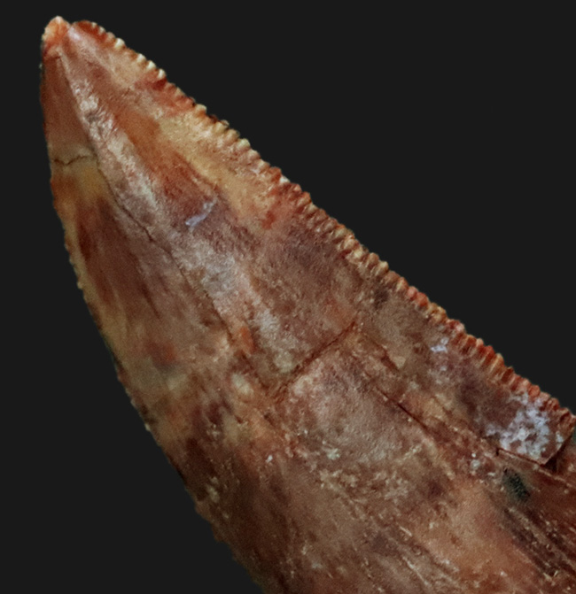 保存状態良好＆ナチュラル！モロッコのケムケム層から発見、採集された