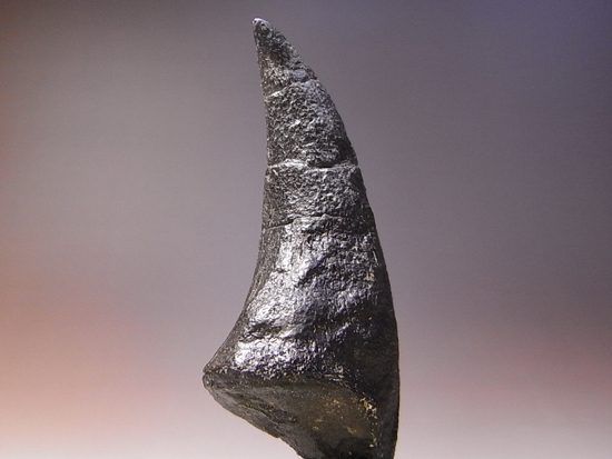 アロサウルスのフットクロウ 恐竜 販売