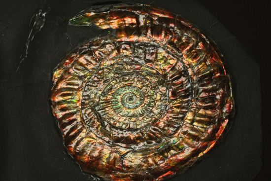 最高級の輝きカロセラス・ジョンストニ（Caloceras Johnstoni）マルチ