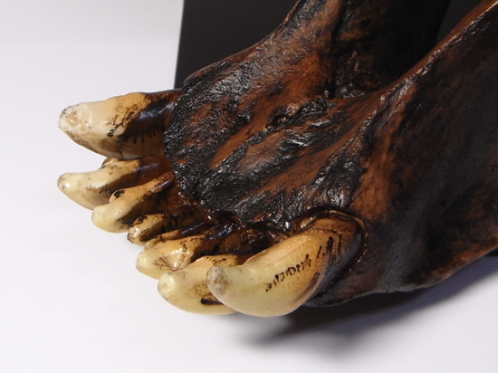 恐竜没後の百獣の王：サーベルタイガーのレプリカ（アンティーク