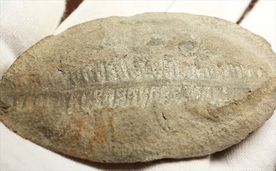 パカッと割ると、そこには古代の植物化石（ノジュール標本） 化石 販売