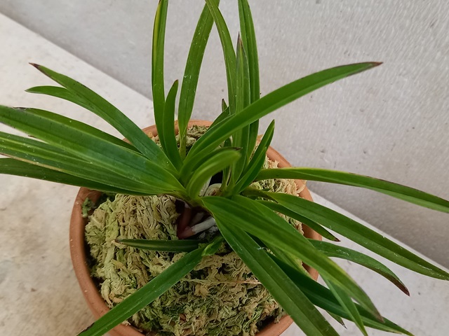 商品詳細｜布木の里 花信｜古典植物・山野草の専門店 フラワー