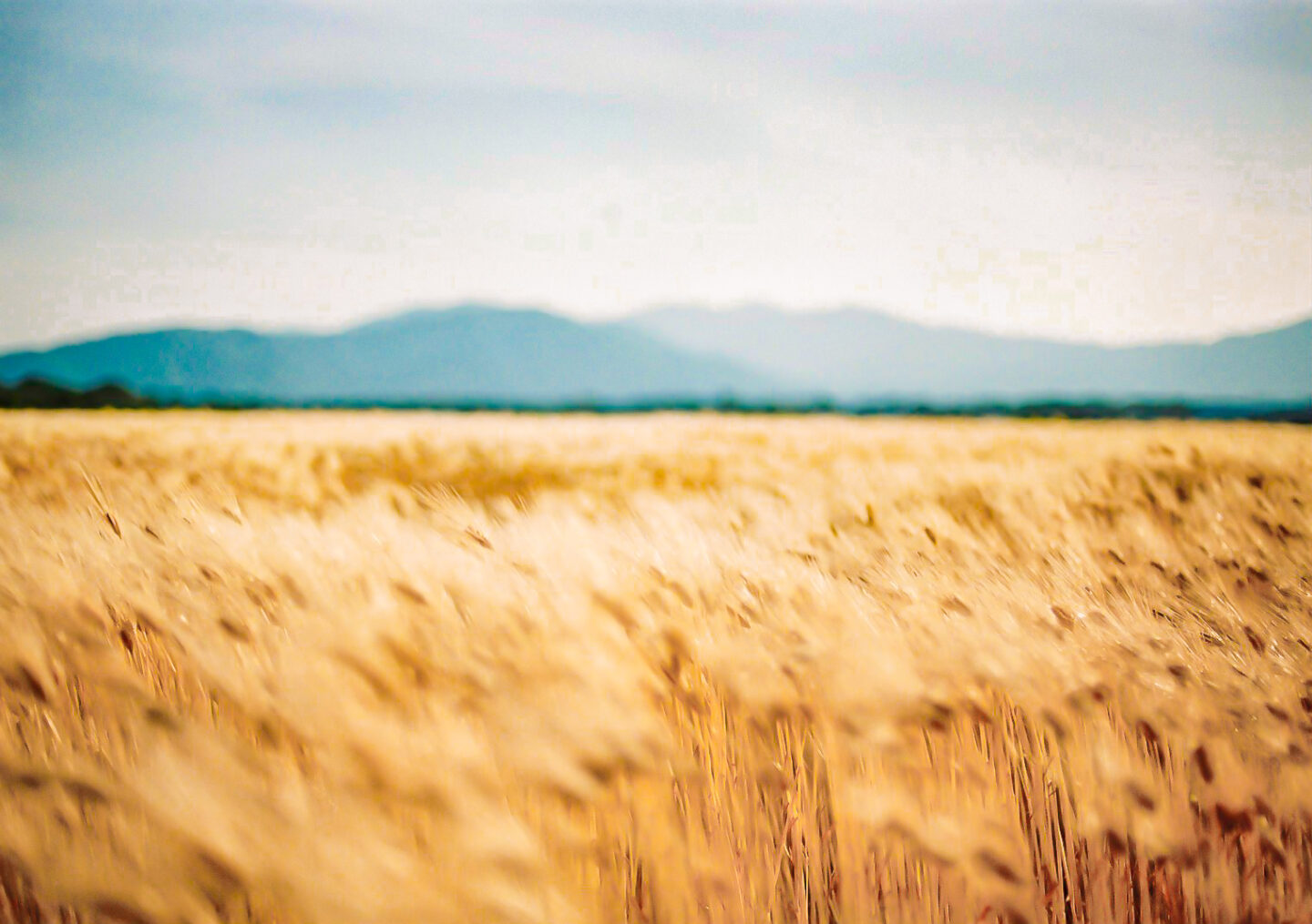 ニコン F3 × AI Nikkor 50mm f/1.4｜葛原よしひろ | ShaSha