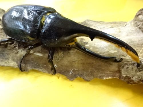 くわかぶプラネット / 【WD】ヘラクレスリッキーペア(♂B)