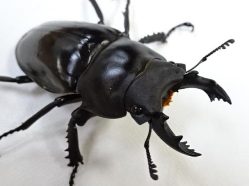 くわかぶプラネット / 【WD】マキシムスマルバネクワガタペア