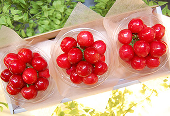 佐藤錦・山形｜紅秀峰・山形｜やまがた紅王・山形さくらんぼならくだもんや