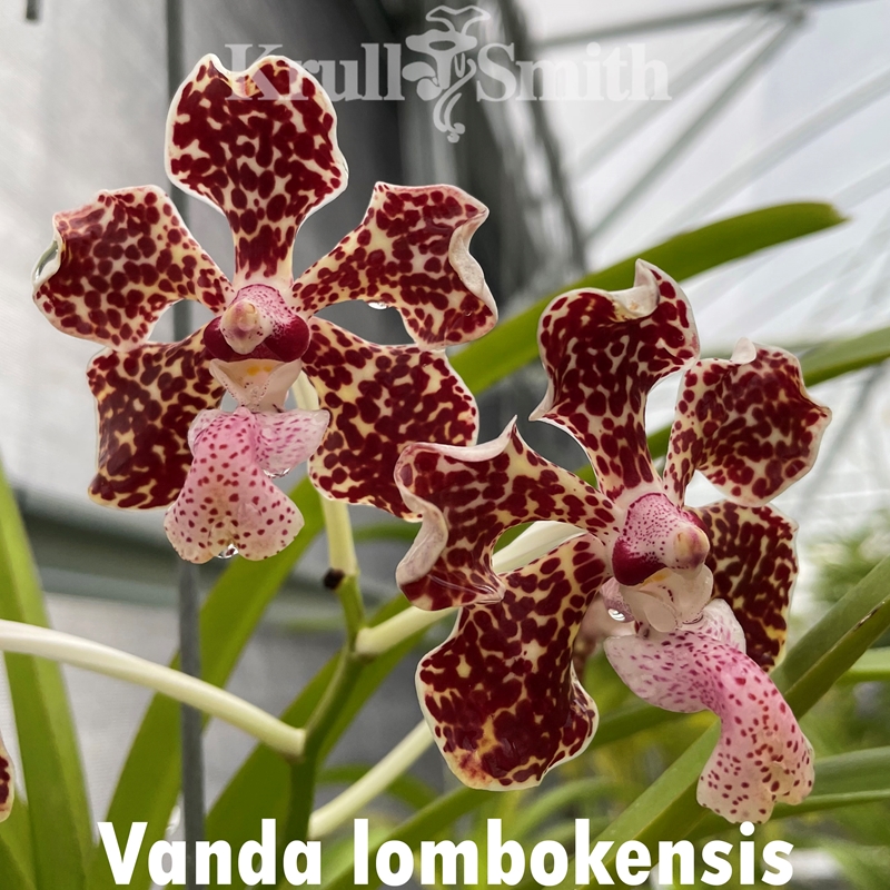 Vanda Mimi Palmer x Motes Purple Haze