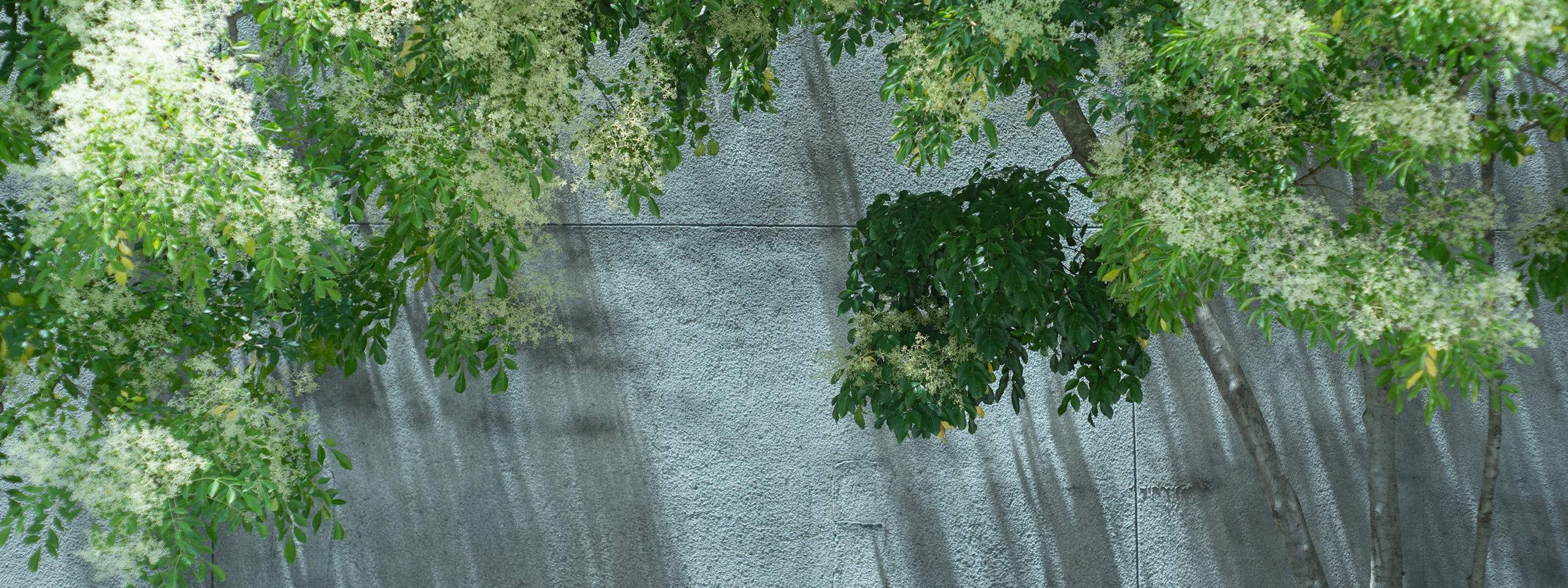 ボタニカル | クラシエプロフェッショナル