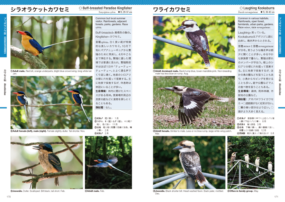オーストラリア ケアンズ探鳥図鑑 Hobby's World｜野鳥撮影やバード