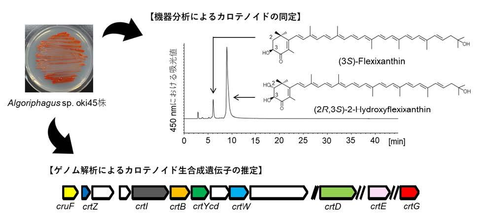 プレスリリース】海洋細菌から新規構造を持つカロテノイドの同定とその