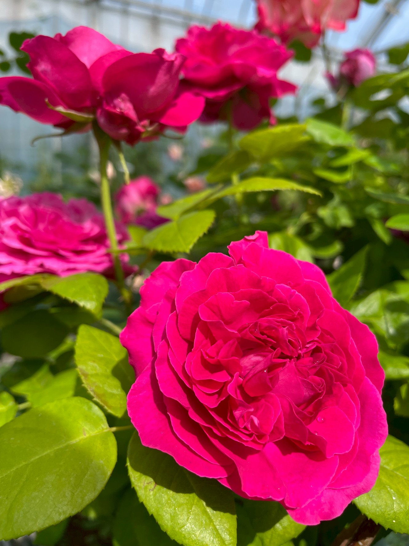 オールドローズつるバラ大苗強香 ジェネラルカバイニャック Herb&Rose