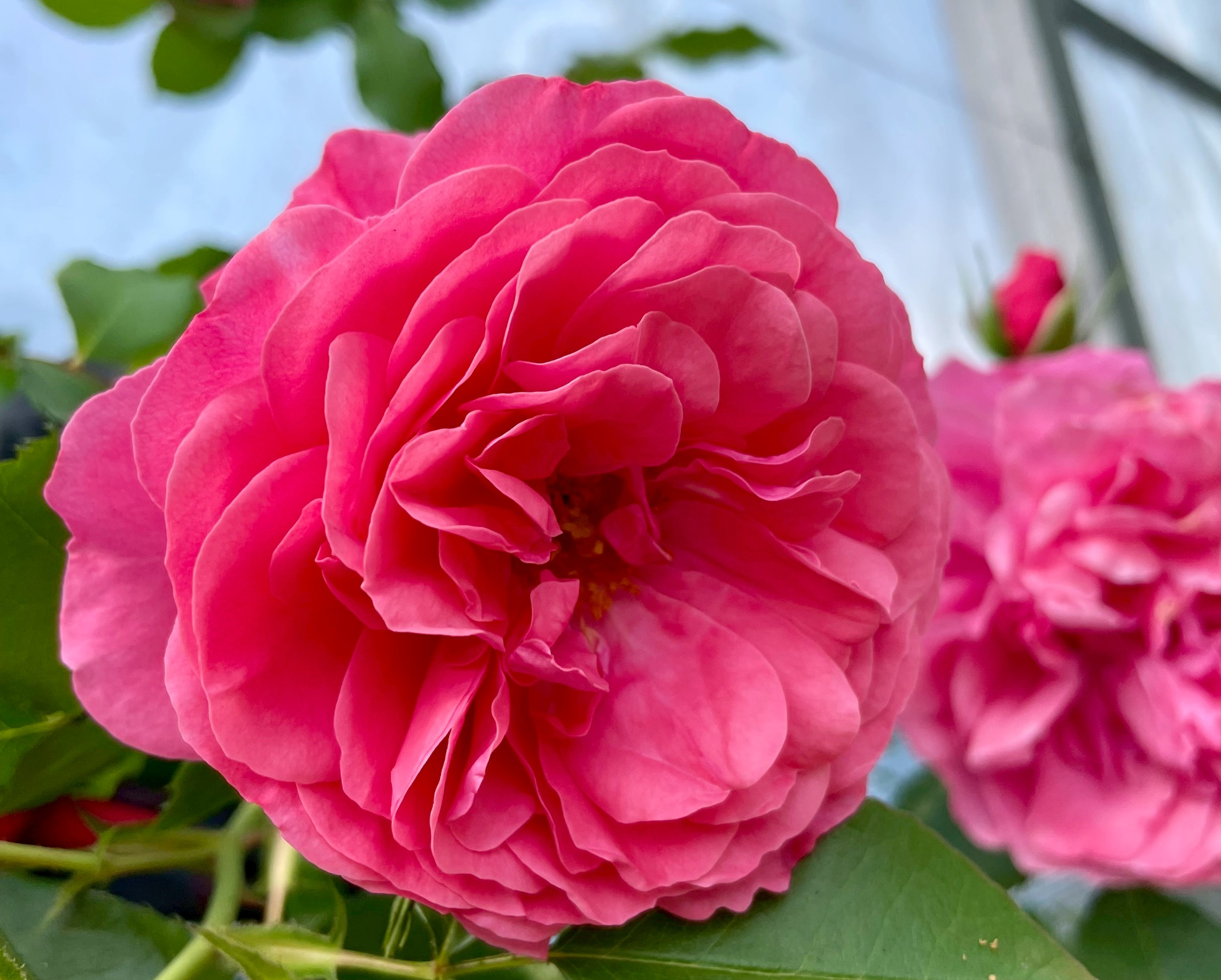 ウィーピング チャイナ ドール Herb&Rose バラ苗販売 商品詳細 Herb＆Rose