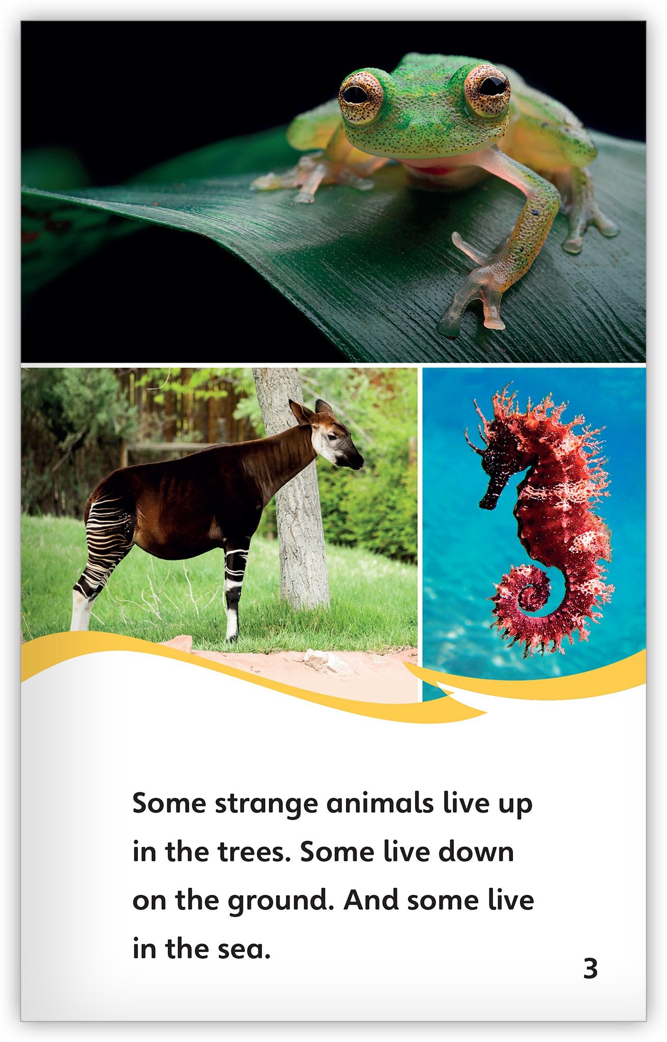 strange-animals-all-around-1.