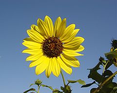 向日葵（ヒマワリ）