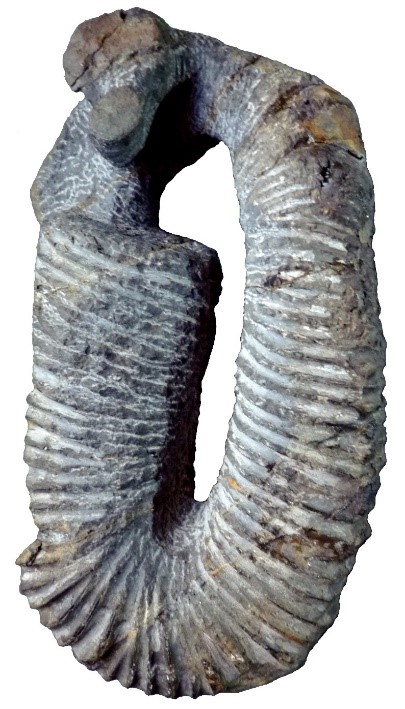 ミニ企画展「異常巻アンモナイト、ノストセラス大集合」 - 兵庫県立 人