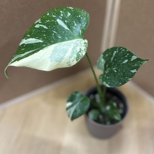 モンステラ・タイコンステレーション イナガーデン｜空間を彩る観葉